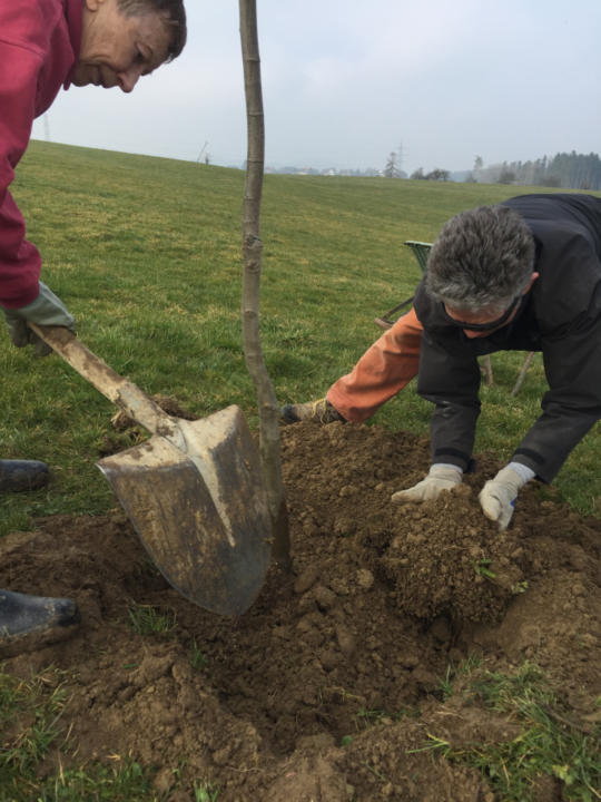 Anita und Jürg graben die Wurzeln eines Marronibaums ein.