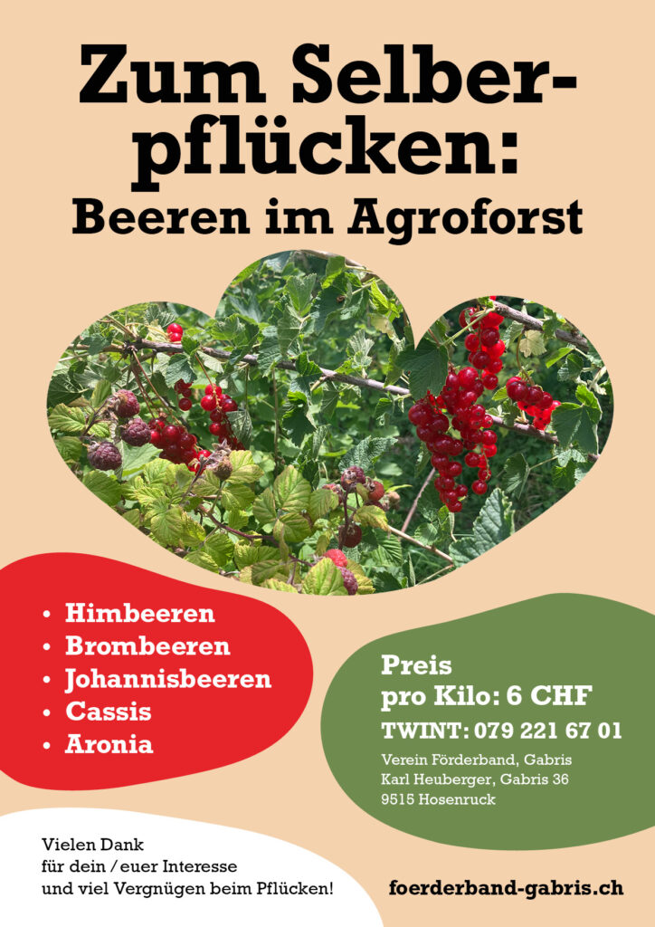 Beeren pflücken im Agroforst beim Hof Gabris